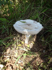 Macrolepiota zeyheri