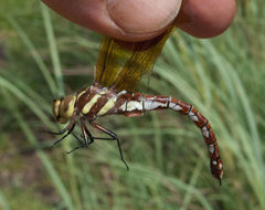 Zosteraeschna minuscula