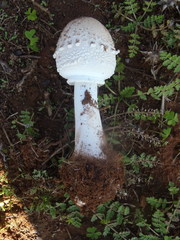 Macrolepiota zeyheri