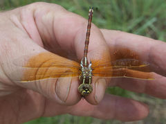 Zosteraeschna minuscula