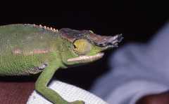 Furcifer willsii