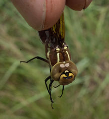 Zosteraeschna minuscula