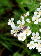 Sphecodes ferruginatus