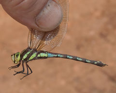 Zosteraeschna minuscula