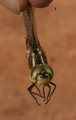 Zosteraeschna minuscula