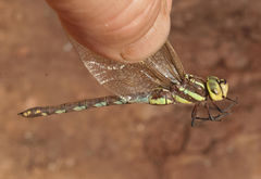 Zosteraeschna minuscula