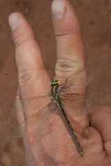 Zosteraeschna minuscula