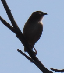 Cisticola chiniana