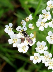 Sphecodes ferruginatus