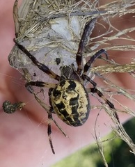 Larinioides suspicax