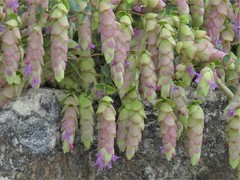 Origanum libanoticum