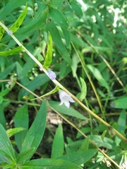 Campanula sibirica taurica