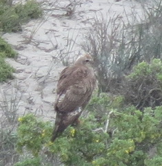 Melierax canorus canorus