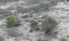 Melierax canorus canorus