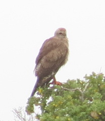 Melierax canorus canorus