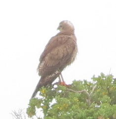 Melierax canorus canorus
