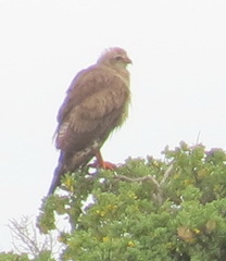 Melierax canorus canorus
