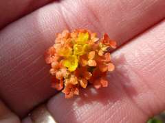 Lasiosiphon rubescens