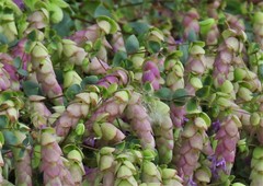 Origanum libanoticum
