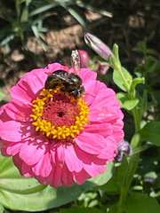 Xylocopa tabaniformis androleuca