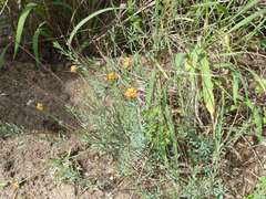 Lasiosiphon rubescens