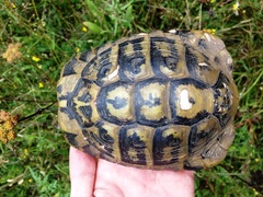 Testudo hermanni boettgeri