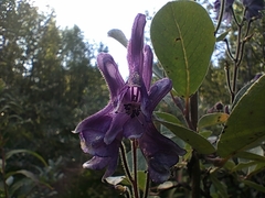 Aconitum septentrionale