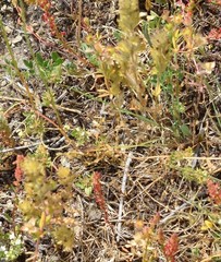 Parentucellia latifolia