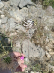 Pterocephalus plumosus
