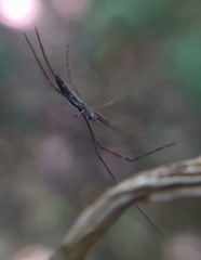 Deinopis longipes