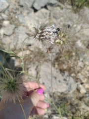 Pterocephalus plumosus
