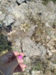 Pterocephalus plumosus