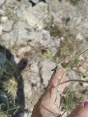 Pterocephalus plumosus