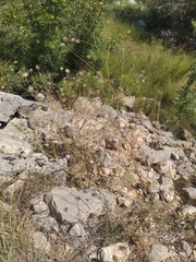 Pterocephalus plumosus