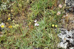 Dianthus pungens
