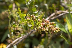 Muehlenbeckia tamnifolia