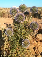 Echinops strigosus