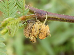 Parathericles elephantulus