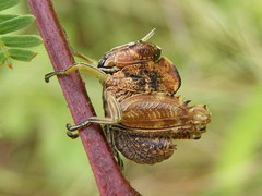 Parathericles elephantulus