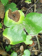Ascochyta
