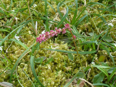 Oxyria digyna