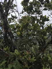 Syzygium sandwicense