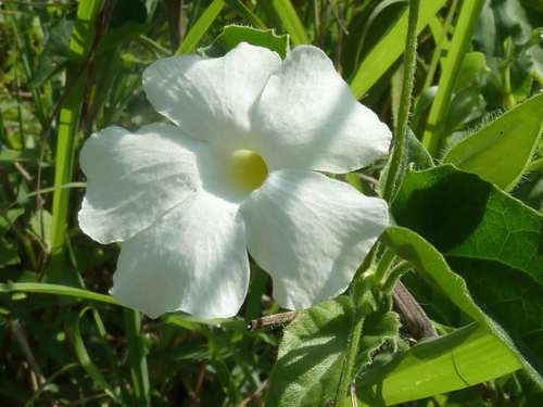 Thunbergia dregeana