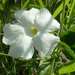 Thunbergia dregeana - Photo (c) Andrew Hankey, algunos derechos reservados (CC BY-SA), subido por Andrew Hankey