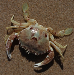 Ovalipes trimaculatus