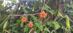 Caiophora contorta