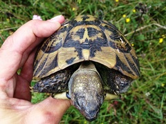 Testudo hermanni boettgeri