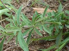 Clerodendrum ternatum
