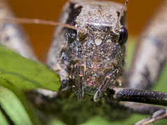 Mecopodinae