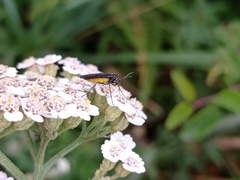 Sciara hemerobioides